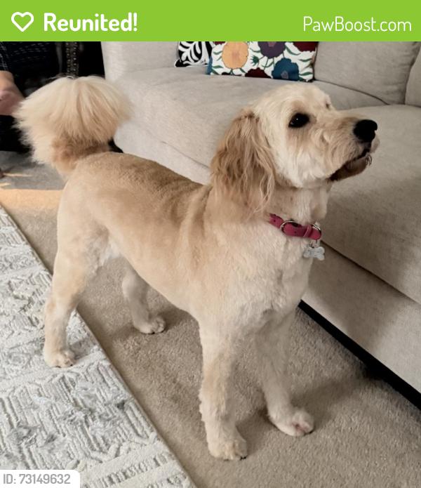 Reunited Female Dog last seen South Run Rec Center; Sangster Elementary School, Springfield, VA 22153