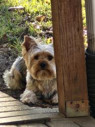 Reunited Male Dog last seen S Collins and Green Oaks Blvd by the Mr.Jim's pizza, Arlington, TX 76018