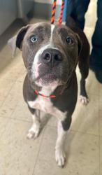 Found/Stray Female Dog last seen Front and Galtier, Saint Paul, MN 55117