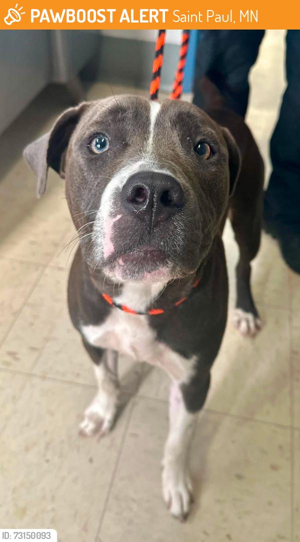 Found/Stray Female Dog last seen Front and Galtier, Saint Paul, MN 55117