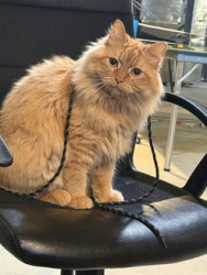 Reunited Male Cat last seen Quartzite terrace and Gallberry terrace, Aldie, VA 20105