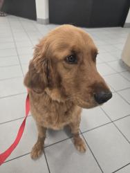 Found/Stray Male Dog last seen Mitchell Mill rd & Quarry rd, Zebulon, NC 27597