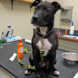 Shelter Stray Male Dog last seen , 4900 Milgen Rd, Columbus, GA 31907, USA