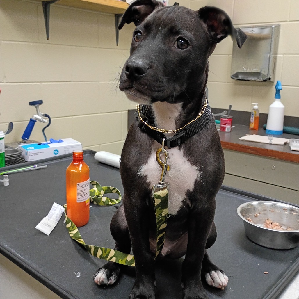 Shelter Stray Male Dog last seen , 4900 Milgen Rd, Columbus, GA 31907, USA