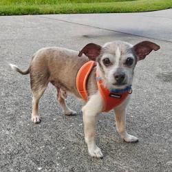 Shelter Stray Male Dog last seen , 8020 Washington St, Port Richey, FL 34668, USA