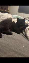 Reunited Female Cat last seen Baltic Avenue SE & Arkansas Street SE, Rio Rancho, NM 87124