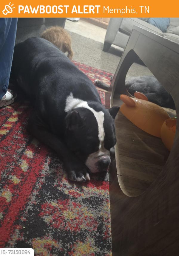 Found/Stray Male Dog last seen Dupont, Memphis, TN 38127