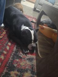 Found/Stray Male Dog last seen Dupont, Memphis, TN 38127
