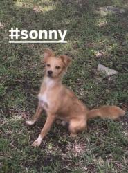 Reunited Male Dog last seen Near Ave SW 12 Street Miami Fla 33135, Miami, FL 33135