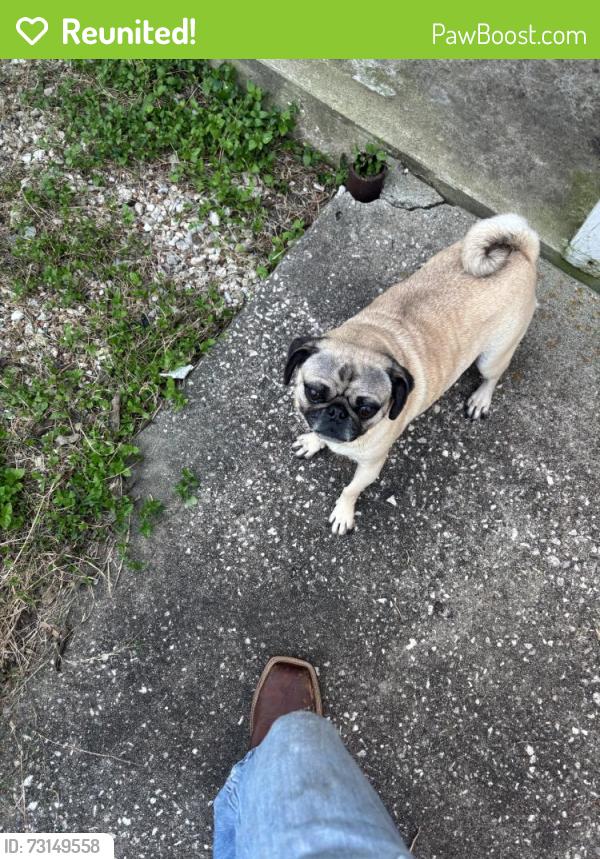 Reunited Female Dog last seen Near Inwood Dr, Baytown, TX 77521, USA, Baytown, TX 77521