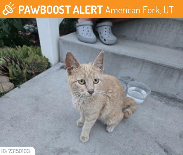 Found/Stray Female Cat last seen Hindley Park area in American Fork, American Fork, UT 84003
