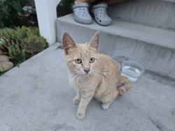 Found/Stray Female Cat last seen Hindley Park area in American Fork, American Fork, UT 84003