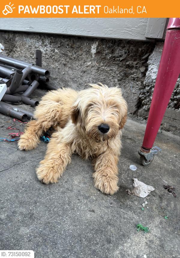Found/Stray Female Dog last seen Rosedale Ave, Oakland, CA 94601