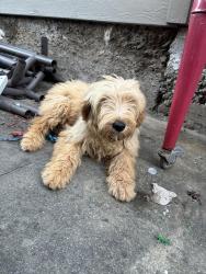 Found/Stray Female Dog last seen Rosedale Ave, Oakland, CA 94601