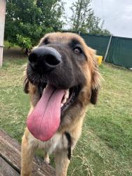 Shelter Stray Female Dog last seen Bexar County, 3353 Morningside Dr, New Braunfels, TX 78132, USA