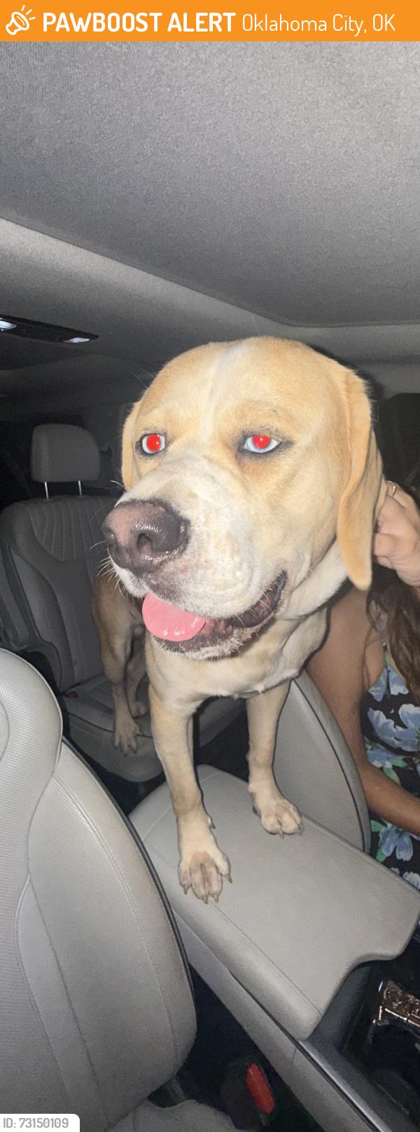 Found/Stray Male Dog last seen guyutes, Oklahoma City, OK 73103