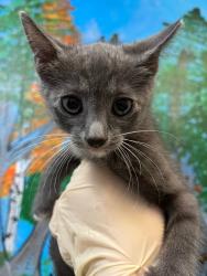 Shelter Stray Male Cat last seen Bexar County, 3353 Morningside Dr, New Braunfels, TX 78132, USA