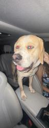 Found/Stray Male Dog last seen guyutes, Oklahoma City, OK 73103