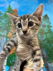 Shelter Stray Female Cat last seen Bexar County, 3353 Morningside Dr, New Braunfels, TX 78132, USA