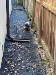 Found/Stray Unknown Dog last seen Ozark St and Tierwester, Houston, TX 77021