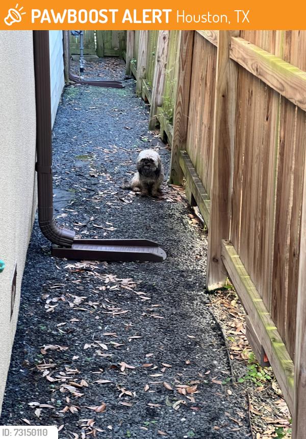 Found/Stray Unknown Dog last seen Ozark St and Tierwester, Houston, TX 77021