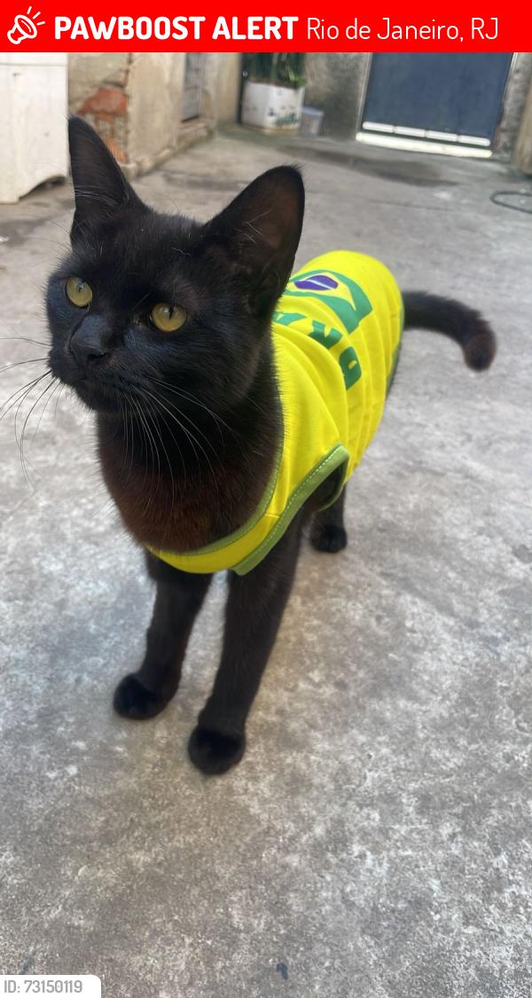 Lost Female Cat last seen No final da rua tem um terminal e uma igreja azul, Rio de Janeiro, RJ 