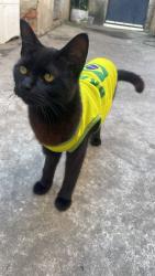 Lost Female Cat last seen No final da rua tem um terminal e uma igreja azul, Rio de Janeiro, RJ 