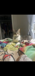 Lost Male Cat last seen Eastern and Michigan, Grand Rapids, MI 49503