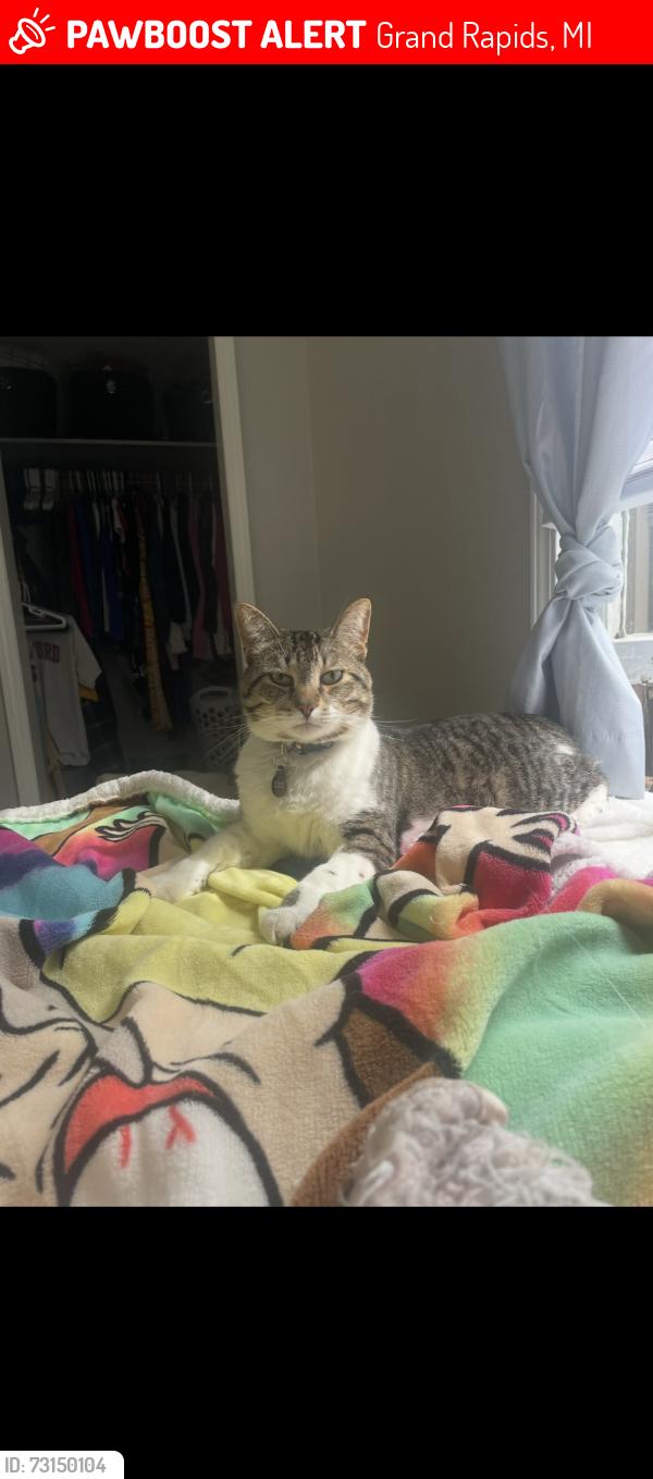 Lost Male Cat last seen Eastern and Michigan, Grand Rapids, MI 49503
