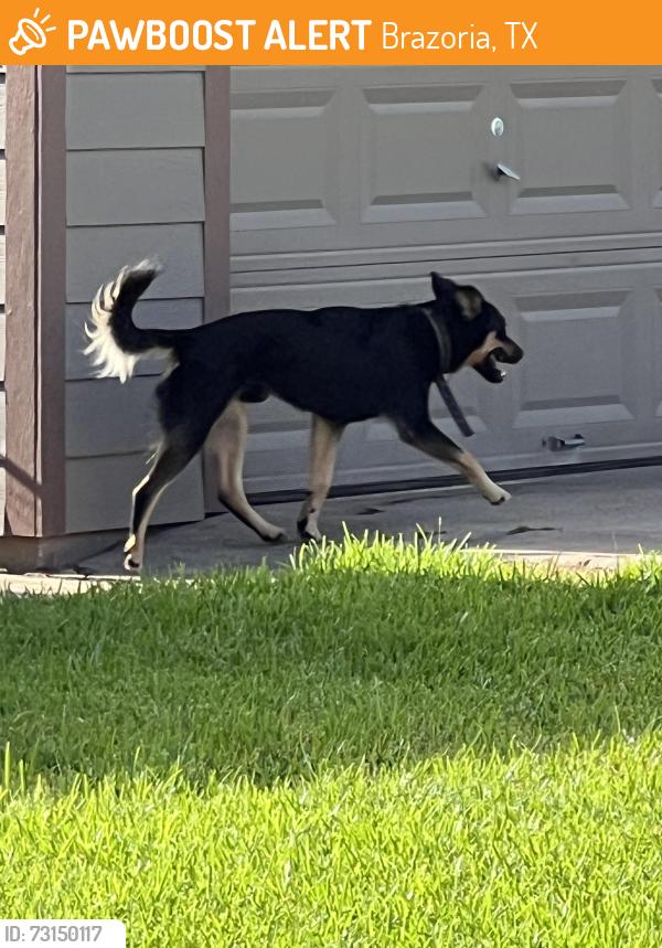 Found/Stray Male Dog last seen AVE G, AVE F, AVE H, Brazoria, TX 77422