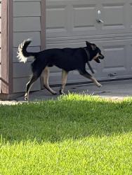 Found/Stray Male Dog last seen AVE G, AVE F, AVE H, Brazoria, TX 77422
