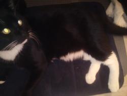 Lost Male Cat last seen 72nd and ocean by the yacht club, Long Beach, CA 90803