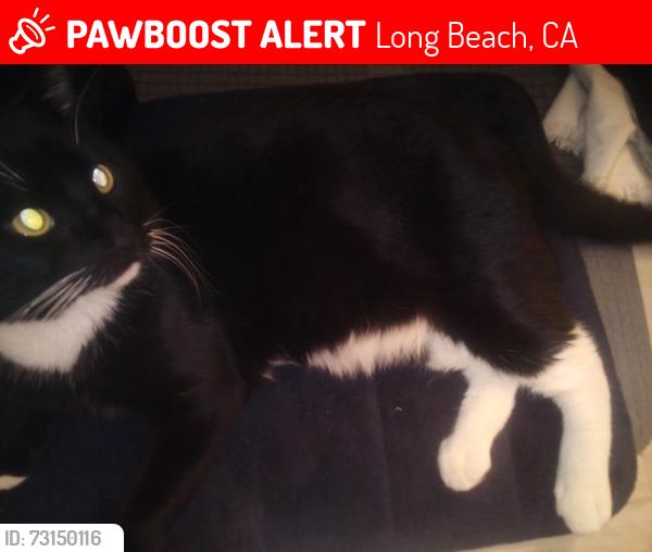 Lost Male Cat last seen 72nd and ocean by the yacht club, Long Beach, CA 90803