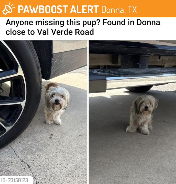 Found/Stray Female Dog last seen Val Verde Memorial Gardens, Donna, TX 78537
