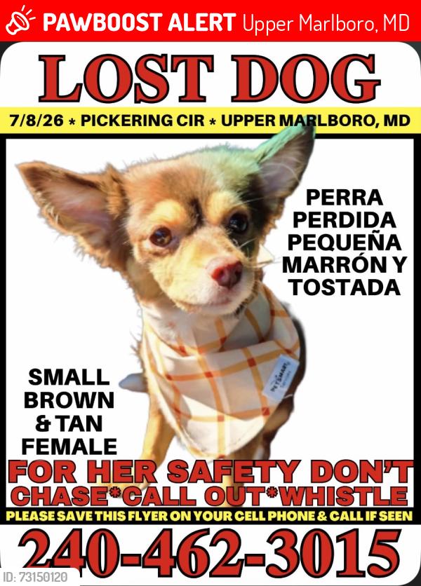 Lost Female Dog last seen Pickering Circle, Upper Marlboro, MD 20772