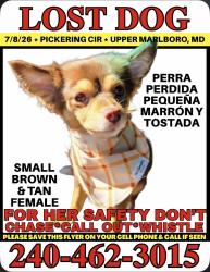 Lost Female Dog last seen Pickering Circle, Upper Marlboro, MD 20772