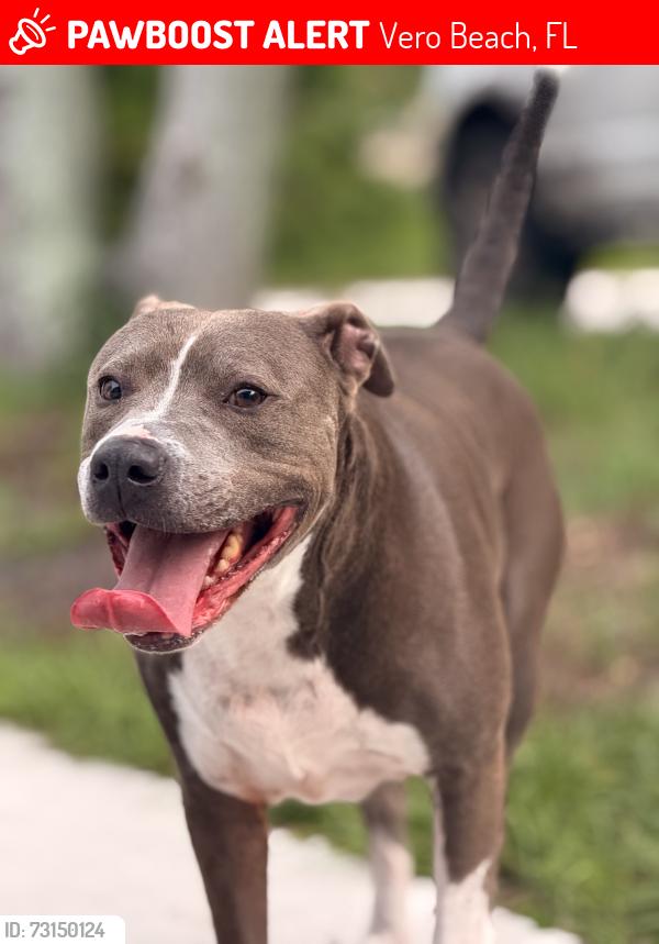 Lost Male Dog last seen Old dixie, Vero Beach, FL 32962