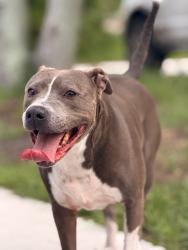 Lost Male Dog last seen Old dixie, Vero Beach, FL 32962