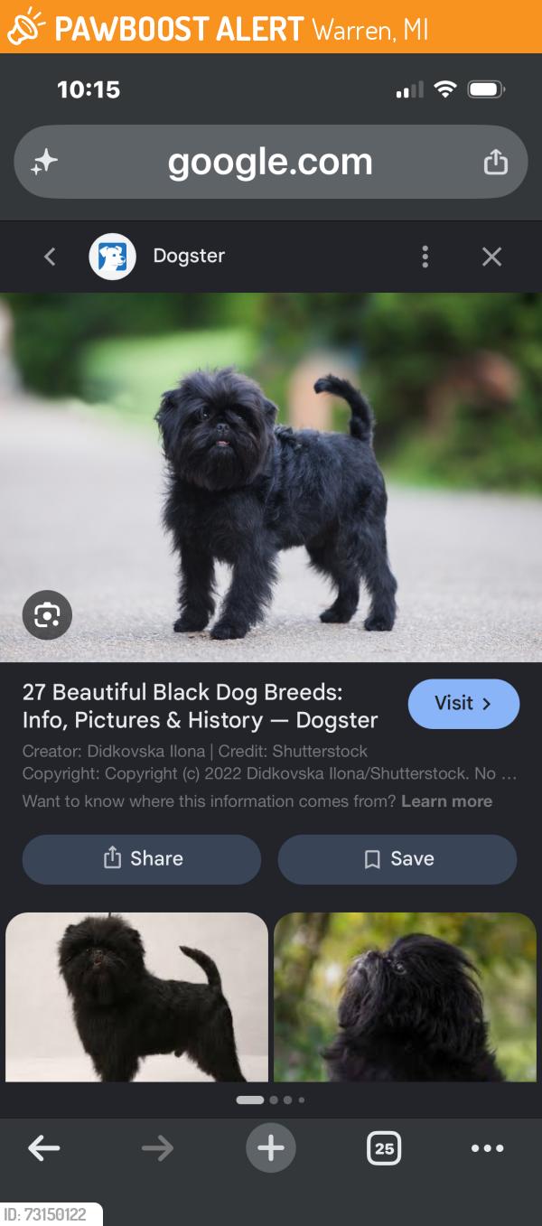 Found/Stray Unknown Dog last seen Norwood and Arden in Warren Michigan, Warren, MI 48092
