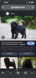 Found/Stray Unknown Dog last seen Norwood and Arden in Warren Michigan, Warren, MI 48092
