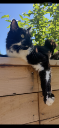 Reunited Male Cat last seen Rainbow Dr, Arlington, WA 98223