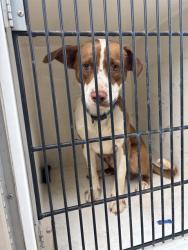 Shelter Stray Male Dog last seen EAST TUCKER DR NW, 4950 SW Triana Blvd, Huntsville, AL 35805, USA