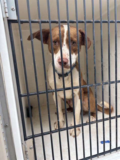 Shelter Stray Male Dog last seen EAST TUCKER DR NW, 4950 SW Triana Blvd, Huntsville, AL 35805, USA