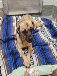Shelter Stray Female Dog last seen NEWSON ROAD, 4950 SW Triana Blvd, Huntsville, AL 35805, USA