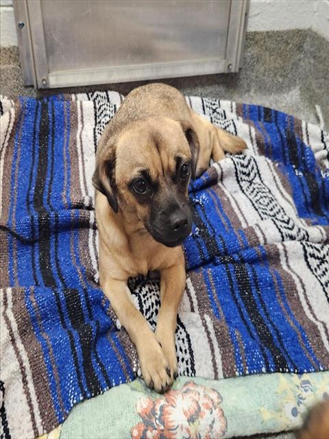 Shelter Stray Female Dog last seen NEWSON ROAD, 4950 SW Triana Blvd, Huntsville, AL 35805, USA