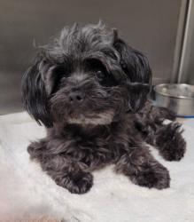 Shelter Stray Male Dog last seen , 1850 W 60th St, Los Angeles, CA 90047, USA