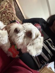 Lost Male Dog last seen Pansy Rd, Fort Worth, TX 76123