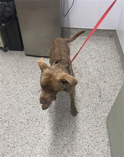 Shelter Stray Male Dog last seen Near BLOCK PACKARD ST, DETROIT MI 48234, 7401 Chrysler Dr, Detroit, MI 48211, USA
