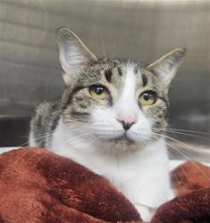 Shelter Stray Female Cat last seen , 3201 Lacy St, Los Angeles, CA 90031, USA