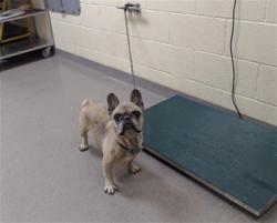 Shelter Stray Female Dog last seen Near BLOCK S RALEIGH ST, DENVER CO 80219, 1241 W Bayaud Ave, Denver, CO 80223, USA